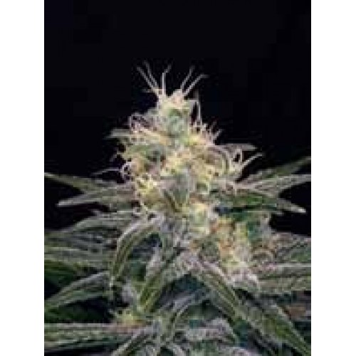 Chocolopez Feminised Seeds