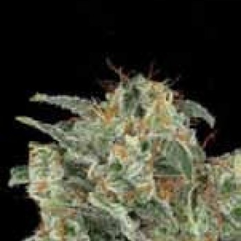 Kabrales Auto Feminised Seeds Kabrales Auto Feminised Seeds