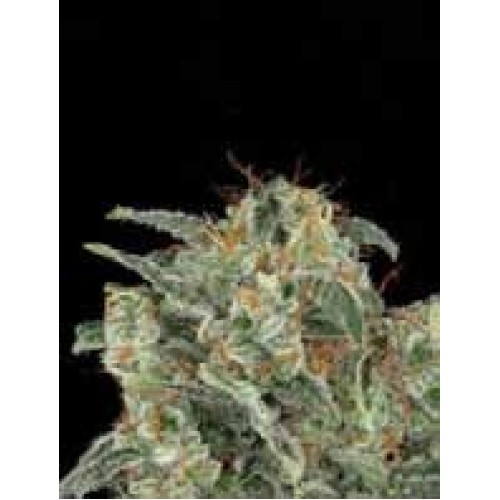 Kabrales Auto Feminised Seeds Kabrales Auto Feminised Seeds