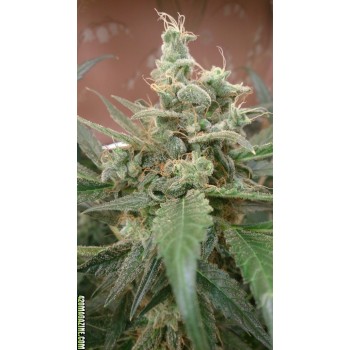 AK Auto Feminised Seeds AK Auto Feminised Seeds