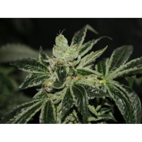 Dark Star Feminised Seeds Dark Star Feminised Seeds