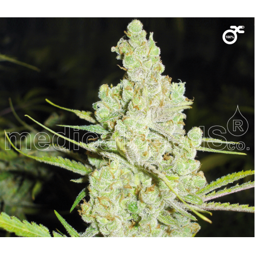 1024 Feminised Seeds 1024 Feminised Seeds