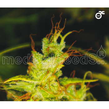 2046 Feminised Seeds