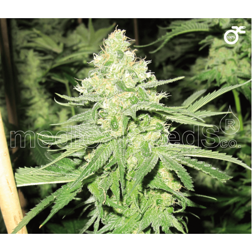 No Name Feminised Seeds