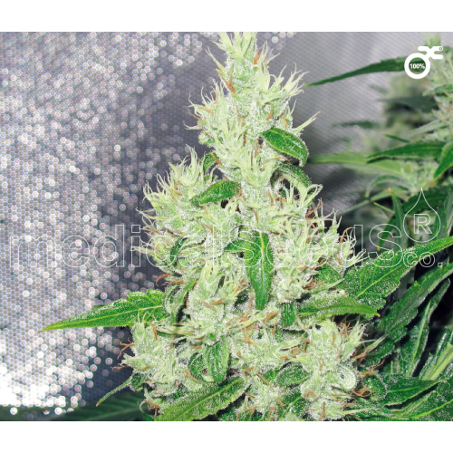 Y Griega Feminised Seeds Y Griega Feminised Seeds