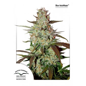 Blue Mazar Auto Feminised Seeds