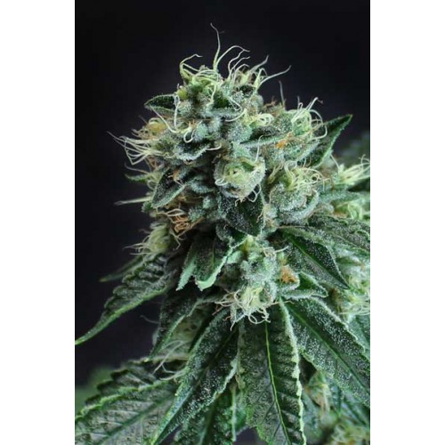 Jesus OG Regular Seeds Jesus OG Regular Seeds