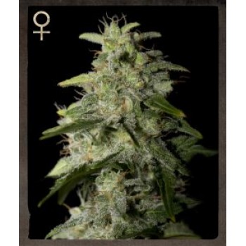Money Maker Feminised Seeds Money Maker Feminised Seeds