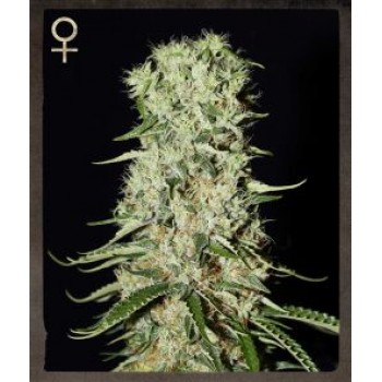 Damnesia Feminised Seeds Damnesia Feminised Seeds