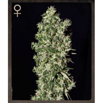 Big Tooth Feminised Seeds Big Tooth Feminised Seeds
