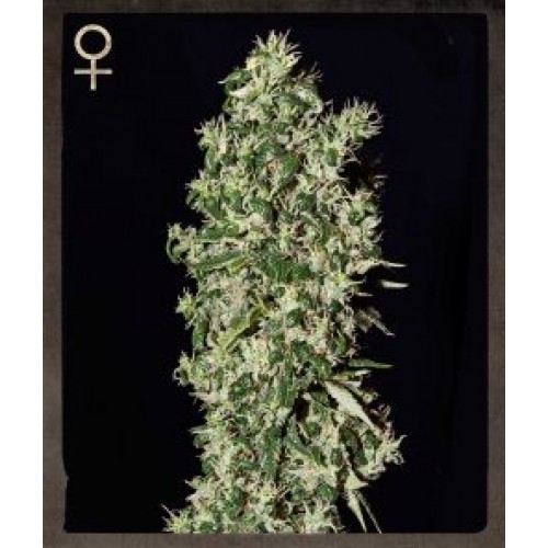 Big Tooth Feminised Seeds Big Tooth Feminised Seeds