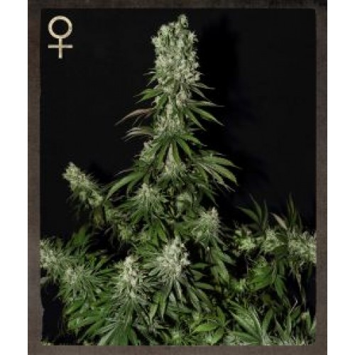 White Strawberry Skunk Feminised Seeds