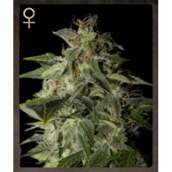 Afgooey Feminised Seeds Afgooey Feminised Seeds