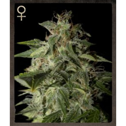 Afgooey Feminised Seeds Afgooey Feminised Seeds
