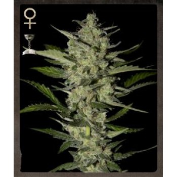 Flowerbomb Kush Feminised Seeds Flowerbomb Kush Feminised Seeds