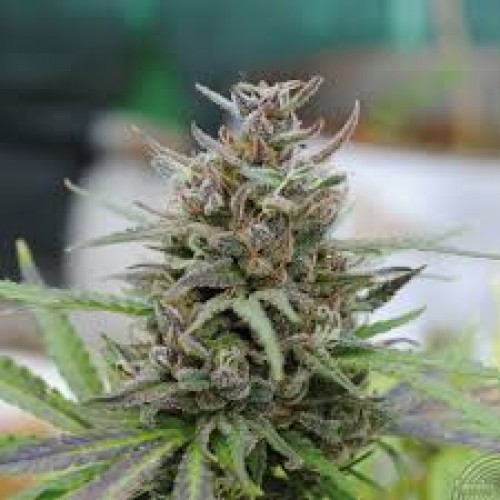 Baby Boom Auto Feminised Seeds Baby Boom Auto Feminised Seeds