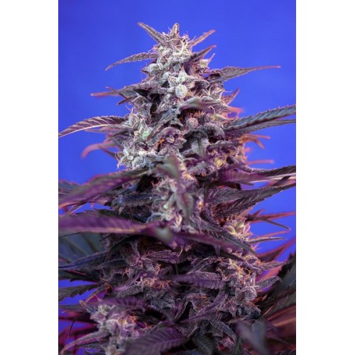 Bloody Skunk Auto Feminised Seeds Bloody Skunk Auto Feminised Seeds