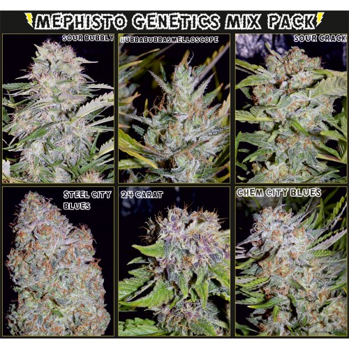 Mystery Mix Auto Feminised Seeds