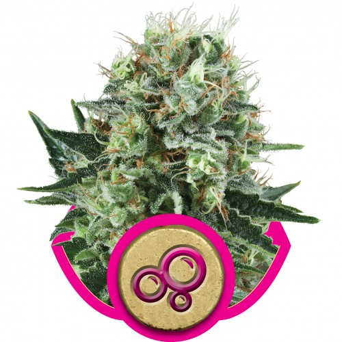 Bubble Kush Feminised Seeds Bubble Kush Feminised Seeds