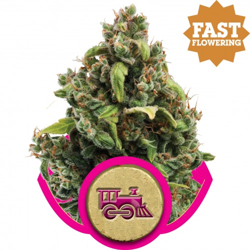 Candy Kush Express FAST Feminised Seeds Candy Kush Express FAST Feminised Seeds