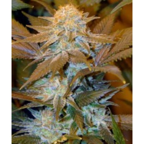 Critical Hog Feminised Seeds
