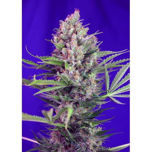 Cream Mandarine F1 FAST Version Feminised Seeds Cream Mandarine F1 FAST Version Feminised Seeds