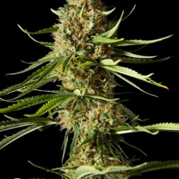 Amnesika 2.0 Feminised Seeds Amnesika 2.0 Feminised Seeds