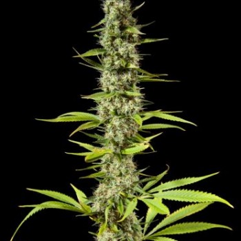Early Maroc Feminised Seeds Early Maroc Feminised Seeds