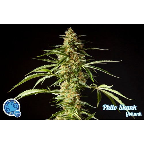 Philo Skunk Feminised Seeds