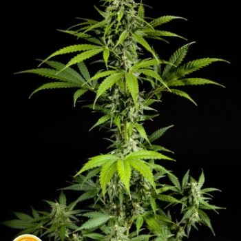 Fraggle Skunk Auto Feminised Seeds Fraggle Skunk Auto Feminised Seeds