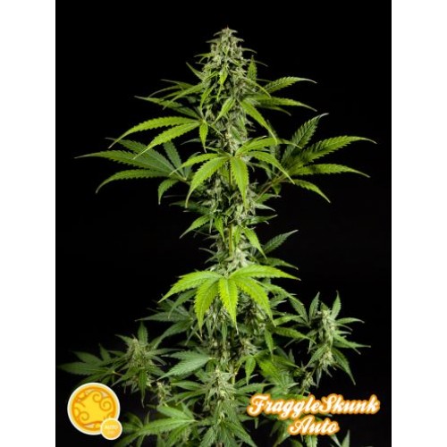 Fraggle Skunk Auto Feminised Seeds Fraggle Skunk Auto Feminised Seeds