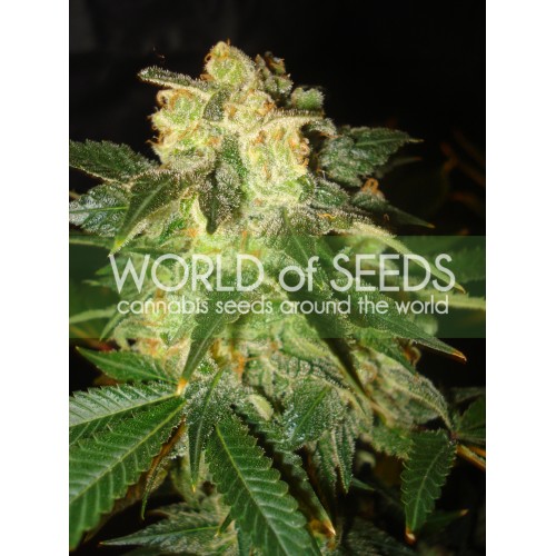 Pakistan Ryder Auto Feminised Seeds