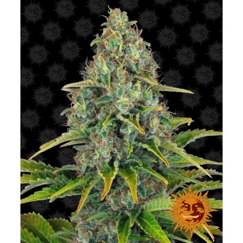 Blueberry Cheese Auto Feminised Seeds Blueberry Cheese Auto Feminised Seeds