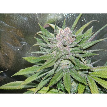 Blueberry Cheesecake Feminised Seeds Blueberry Cheesecake Feminised Seeds