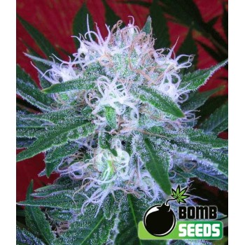 Bomb Auto Feminised Seeds