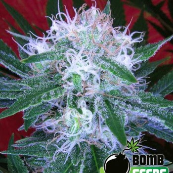 Bomb Auto Feminised Seeds Bomb Auto Feminised Seeds