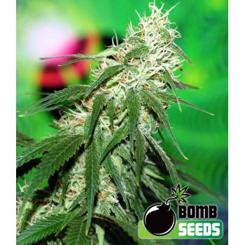 Buzz Bomb Feminised Seeds