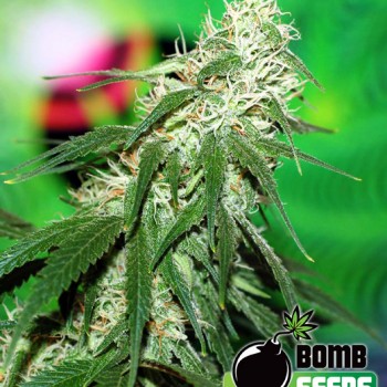 Buzz Bomb Feminised Seeds Buzz Bomb Feminised Seeds