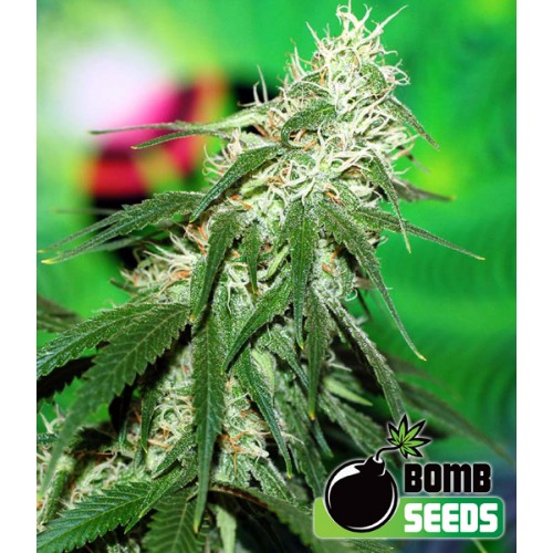 Buzz Bomb Feminised Seeds Buzz Bomb Feminised Seeds