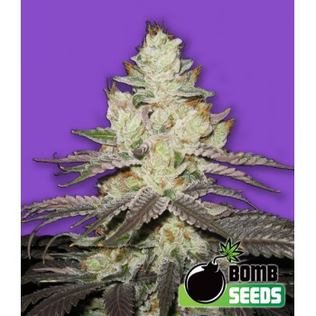 Killer Purps Feminised Seeds