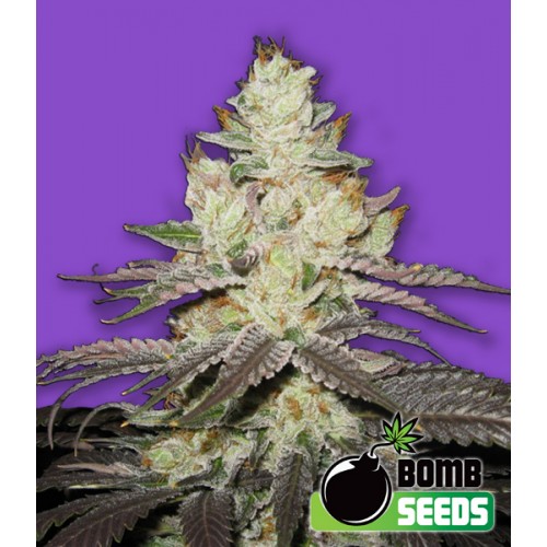 Killer Purps Feminised Seeds