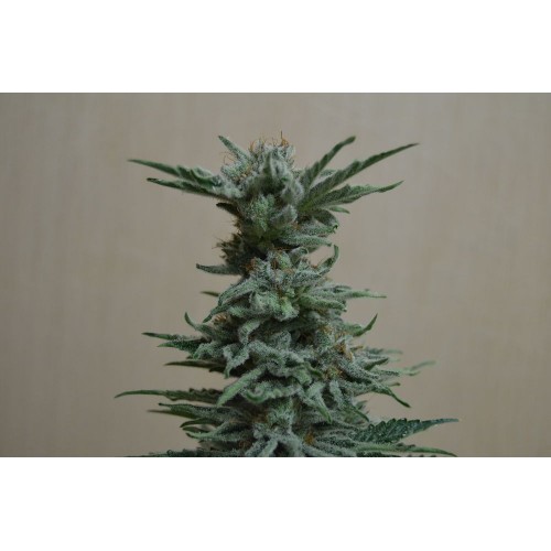 AK Skunk Feminised Seeds AK Skunk Feminised Seeds