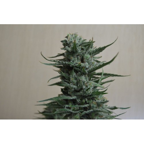 Siberian Haze Feminised Seeds Siberian Haze Feminised Seeds