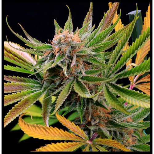 Mothertongue Regular Seeds