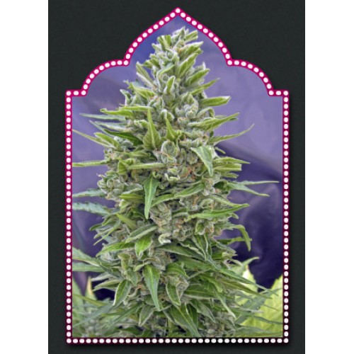 Automatik Mix Auto Feminised Seeds