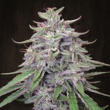 Bangi Haze Feminised Seeds Bangi Haze Feminised Seeds