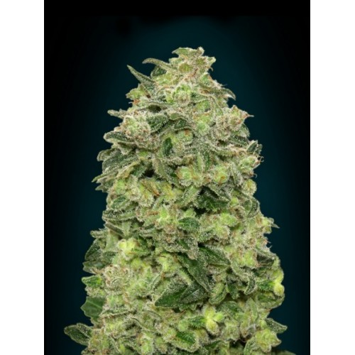 Afghan Skunk Auto Feminised Seeds Afghan Skunk Auto Feminised Seeds