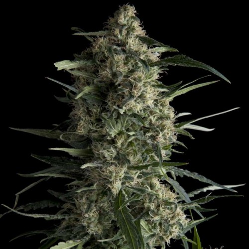Galaxy Feminised Seeds Galaxy Feminised Seeds