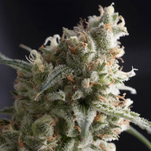 Lennon Feminised Seeds Lennon Feminised Seeds