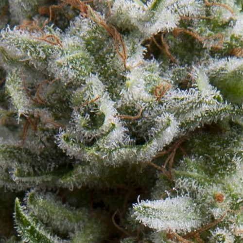 Anesthesia Auto Feminised Seeds Anesthesia Auto Feminised Seeds